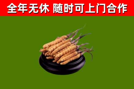仙桃回收冬虫夏草