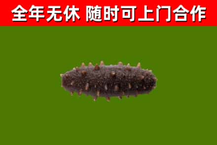 仙桃回收海参干